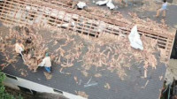 Emergency Roofing Service