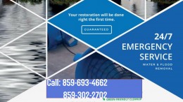 mold removal company