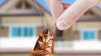 Pest Inspection